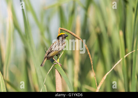 Streaked weaver perched, Ploceus manyar. The streaked weaver is a species of weaver bird found in South Asia. These are not as c Stock Photo