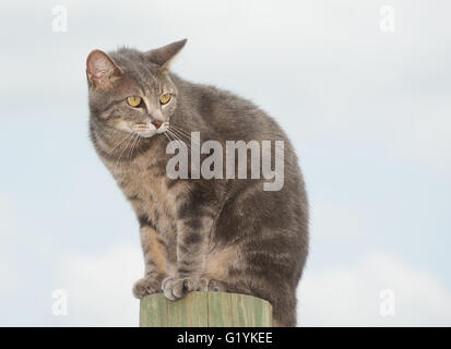 Unhappy blue tabby cat looking worried, sitting on top of a high post against cloudy sky Stock Photo