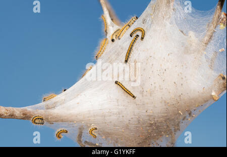 Eastern Tent Caterpillars on their web in an apple tree in early spring with blue sky background Stock Photo