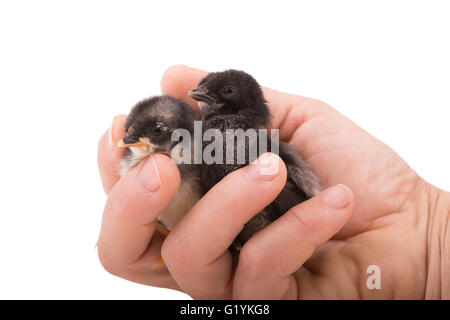Two tiny bantam chicks in a hand, on white Stock Photo