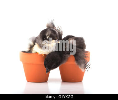 Two tiny bantam chicks in small clay pots, one almost falling off, on white Stock Photo