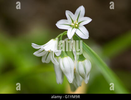 Three-cornered garlic (Allium triquetrum) in flower. Drooping, bell-shaped flowers of plant in the family Amaryllidaceae Stock Photo