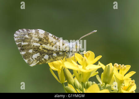 Side view close-up of a female Orange tip butterfly (anthocharis cardamines) feeding from the yellow flowers of rapeseed (Brassi Stock Photo
