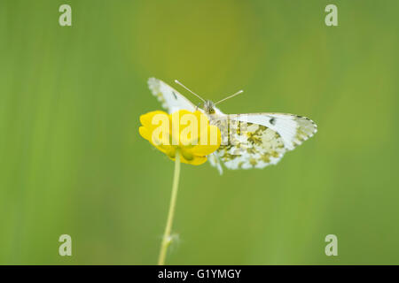 Front view close-up of a female Orange tip butterfly (anthocharis cardamines) feeding from yellow buttercup flowers. Stock Photo