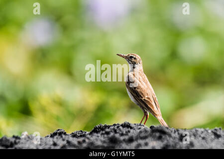 Paddyfield Pipit, is a resident breeder in open scrub, grassland and cultivation in southern Asia east to the Philippines Stock Photo