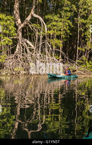 OSA PENINSULA, COSTA RICA - Woman paddles kayak in mangrove swamp. Stock Photo