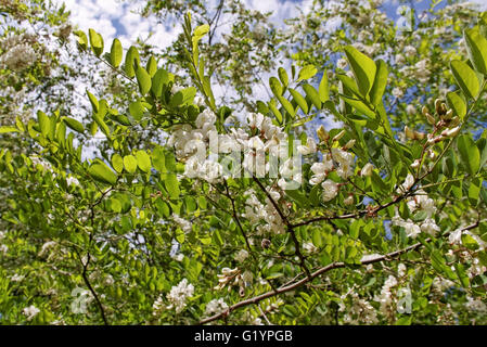 Bushes of acacia in a summer time. Stock Photo