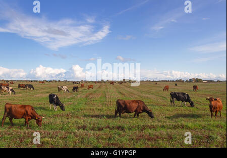 Caws in a meadow are feeding. Stock Photo