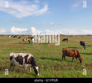 Caws in a meadow are feeding. Stock Photo