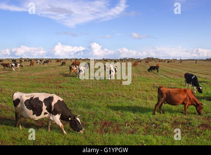 Caws in a meadow are feeding. Stock Photo