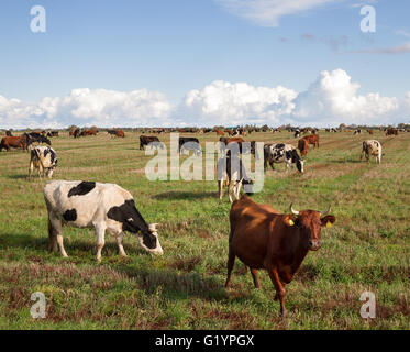 Caws in a meadow are feeding. Stock Photo