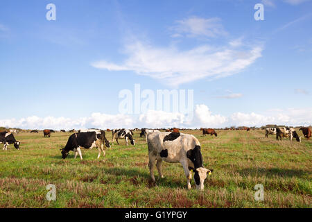 Caws in a meadow are feeding. Stock Photo