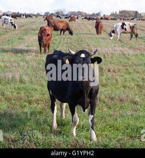 Caws in a meadow are feeding. Stock Photo