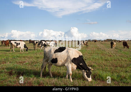 Caws in a meadow are feeding. Stock Photo