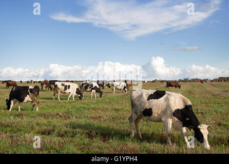 Caws in a meadow are feeding. Stock Photo