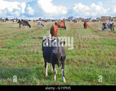 Caws in a meadow are feeding. Stock Photo