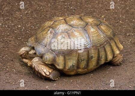 Turtle is life in the garden. Stock Photo