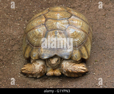 Turtle is life in the garden. Stock Photo