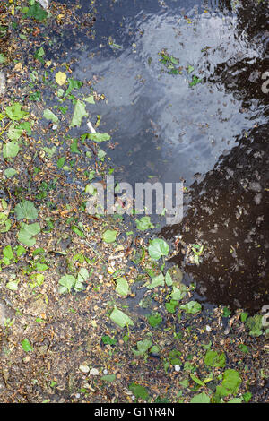 fallen young green leaves, birch catkins and pollen on surface of puddle in spring - birch and alder pollen is natural source of Stock Photo