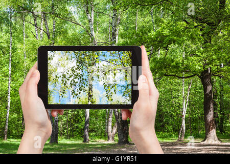 season concept - naturalist photographs birch tree twig in green forest clearing on smartphone Stock Photo