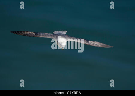 A Northern Fulmar in flight, soaring over the sea, Bempton Cliffs, East Yorkshire, UK Stock Photo