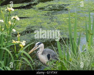 A heron in St Jame's Park, London Stock Photo