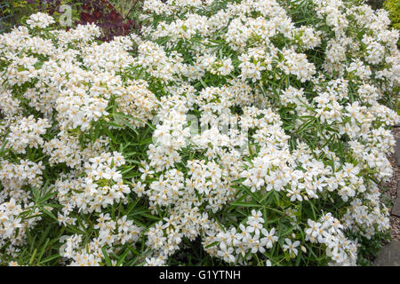 Choicya Aztec Pearl garden plant in flower Stock Photo