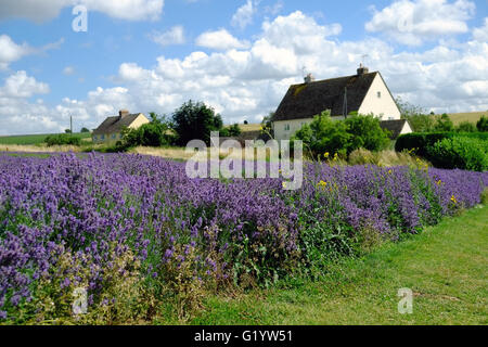 Cotswold Lavender Farm, Snowshill, Gloucestershire, England, UK. Stock Photo