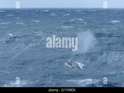 A blue whale (Balaenoptera musculus) blows as it surfaces. Saunders Island, South Sandwich Islands. South Atlantic Ocean. Stock Photo