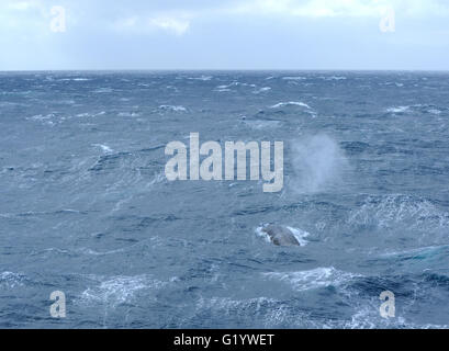 A blue whale (Balaenoptera musculus) blows as it surfaces. Saunders Island, South Sandwich Islands. South Atlantic Ocean. Stock Photo