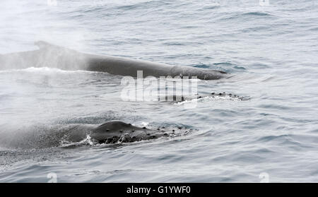 Three Humpback whales (Megaptera novaeangliae) surface and blow. South Sandwich Islands, Southern Ocean. 26Feb16 Stock Photo