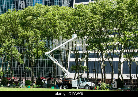 A tree trimming or pruning crew working in Bryant Park in Midtown Manhattan in New York city Stock Photo