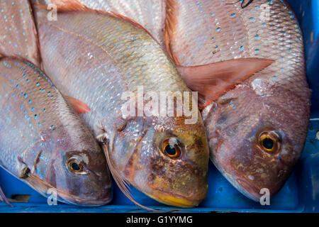 Fresh raw fish common pandora in the market Stock Photo