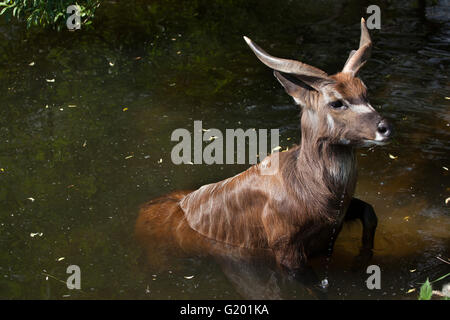 Forest sitatunga (Tragelaphus spekii gratus), also known as the forest marshbuck at Prague Zoo, Czech Republic. Stock Photo