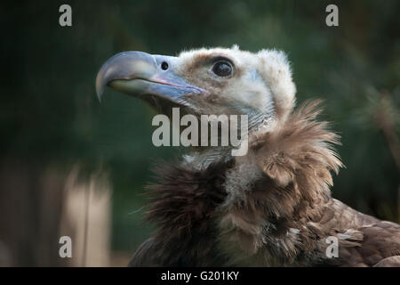 Cinereous vulture (Aegypius monachus), also known as the the Eurasian black vulture or monk vulture at Prague Zoo, Czech Republi Stock Photo