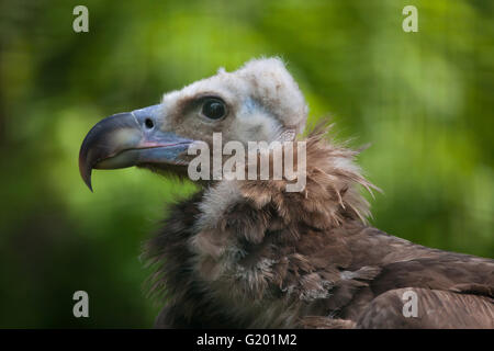 Cinereous vulture (Aegypius monachus), also known as the the Eurasian black vulture or monk vulture at Prague Zoo, Czech Republi Stock Photo
