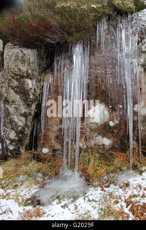 Icilcles formed from melting snow on vegatation on rocks on the side of Tryfan Mountain Snowdonia Stock Photo