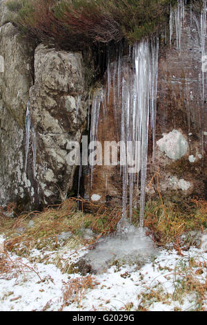 Icilcles formed from melting snow on vegatation on rocks on the side of Tryfan Mountain Snowdonia Stock Photo