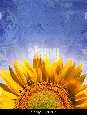 FLORA: Sunflower (lat. helianthus) Stock Photo