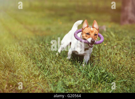 Little Jack Russell puppy running with puller toy in teeth in green park. Cute small domestic dog, good friend for a family and kids. Friendly and playful canine breed Stock Photo