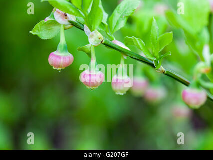 Blueberry (Vaccinium myrtillus) Stock Photo