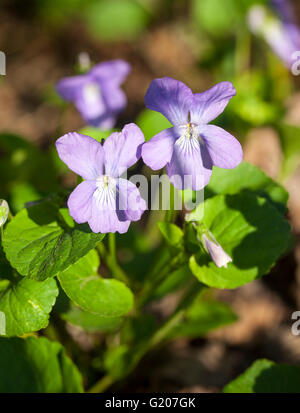 Common dog-violet (Viola riviniana) Stock Photo