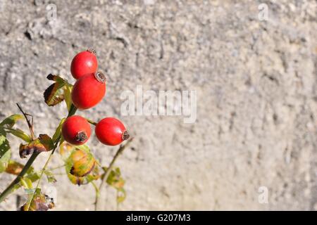 Briar, wild rosehip shrub in nature with blurred stone in background Stock Photo