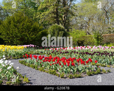 Multi-coloured Tulips in the Round Garden of Dunvegan Castle Walled Garden, Isle of Skye, Western Highlands of Scotland, UK. Stock Photo