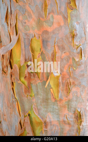 Australian gumtree shedding its colourful pink and purple winter bark to reveal fresh green and yellow spring bark Stock Photo