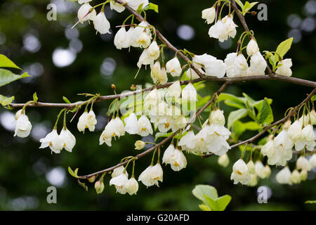 Dangling spring bell flowers of the hardy Carolina silverbell, Halesia carolina 'Vestita group' Stock Photo