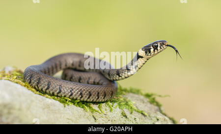 A juvenile grass snake (natrix natrix) flicking its tongue out whilst basking on a mossy rock Stock Photo