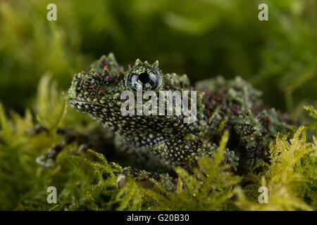 Vietnamese Mossy Frog (Theloderma Corticale) Stock Photo