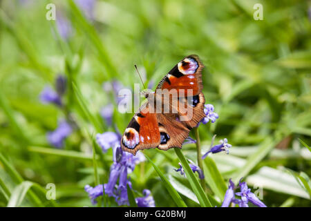 Peacock butterfly Aglais io basking on bluebells in the sunshine in the English springtime after spending the winter in hibernation
