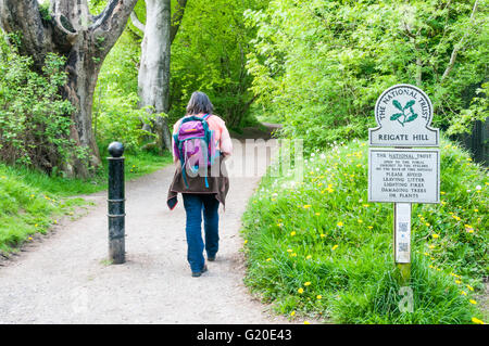 A woman walking in green belt land on the North Downs Way and Pilgrim's Way at Reigate Hill in Surrey. Stock Photo